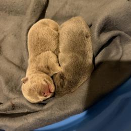 French Bulldog puppies from Frankie's Frenchie's