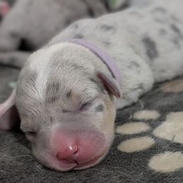 Purple collar female - Blue merle and white female American Corgi puppy in Loretto, Kentucky from Duncan's Border Collies