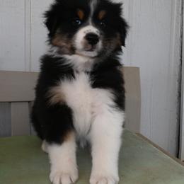 Black Tri Girl - Black tri-color female Australian Shepherd puppy in Nuevo, California from Old West Australian Shepherds
