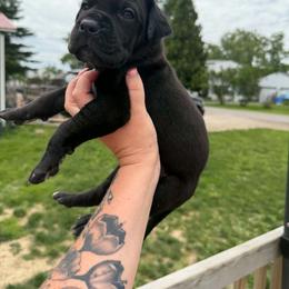 Shakira - Black female Great Dane puppy in Port Clinton, Ohio from LakeSide Danes