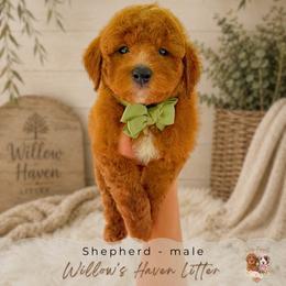 Shepherd - Red  male Goldendoodle puppy in Atlanta, Georgia from Teddy Puppies