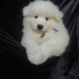 Samoyed Puppies from Limelight Samoyeds