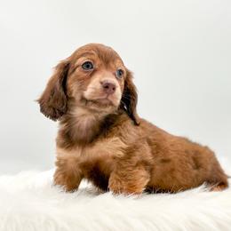 Chula - Red female Dachshund puppy in Litchfield, Illinois from Charmm Dachshunds