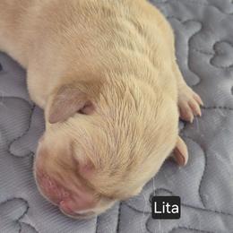 Girl 1 - female Labrador Retriever puppy in Greenwich, Ohio from Pure Gem Kennel