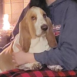 Max - Basset Hound