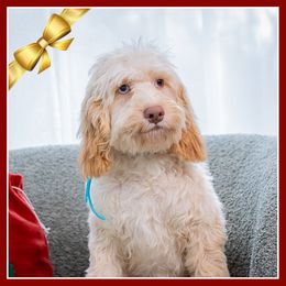 Taylor - Buff male Cockapoo puppy in Connersville, Indiana from Deaz Doodle Ranch