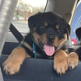 Rottweiler Puppies from Kayara Haus Rottweilers