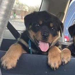 Rottweiler Puppies from Kayara Haus Rottweilers