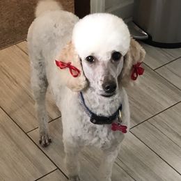 Nola - Poodle