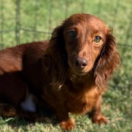 Sasha - Dachshund