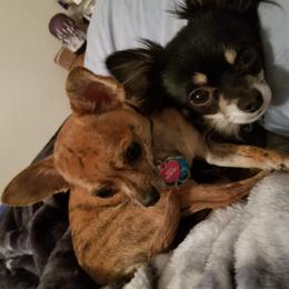 Boots - Chihuahua