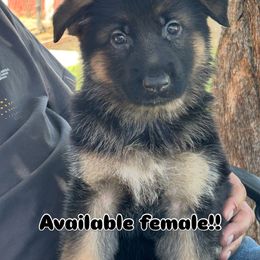 Charlie Girl - Black and tan female German Shepherd puppy in Whitewater, California from Vom Haus Metzler Shepherds