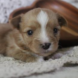 Buttercup - Gold female Yorkshire Terrier puppy in Eastland, Texas from Peach Yorkies