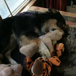 Miniature Australian Shepherd All Grown Up from Tincture of Thyme