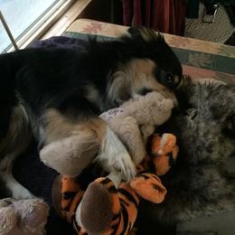 Miniature Australian Shepherd All Grown Up from Tincture of Thyme