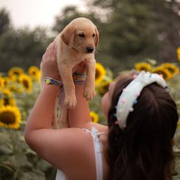 Labrador Retriever Puppies from UC Labradors