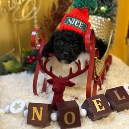 Cockapoo and Poodle Puppies from Rawls Lovely Little Tots