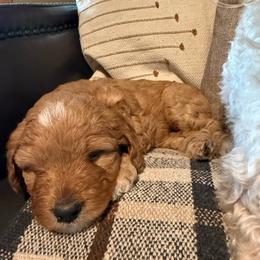 Maple - female Golden Mountain Doodle puppy in Jim Falls, Wisconsin from Pup Paw-fection