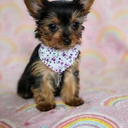 Pepper's Girl - Black and tan female Yorkshire Terrier puppy in Aiken, South Carolina from Sio's Yorkies