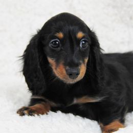 Dachshund Puppies from J-Lyn
