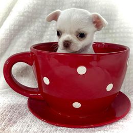 Chihuahua Puppies from Summit Chihuahuas