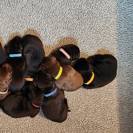 Labrador Retriever Puppies from Labs of Cottonhollow