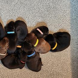 Labrador Retriever Puppies from Labs of Cottonhollow