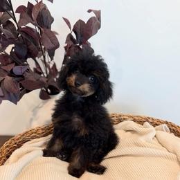 RAPHAEL - Phantom male Goldendoodle puppy in Ivins Utah, Utah from Luxi Paws Doodles
