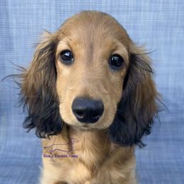 Logan - Red male Dachshund puppy in Imperial, Missouri from Bea’s Dackel Haüs