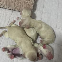EE English Cream Female Longhair - Cream female Dachshund puppy in Bethany, Connecticut from Mardox Dachshunds