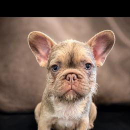 French Bulldog Puppies from Roberto Amador