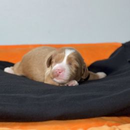 Salem - Caramel male Australian Labradoodle puppy in Calhoun, Louisiana from Arrowhead Australian Labradoodles