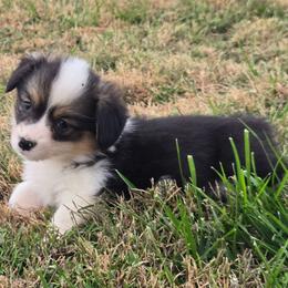 5 purple collar girl - Black and tan female Pembroke Welsh Corgi puppy in Harrisburg, Illinois from Parish Corgis