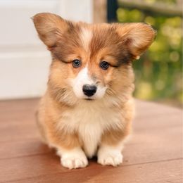 Banner - Sable male Pembroke Welsh Corgi puppy in Adairsville, Georgia from Ingram's Corgis
