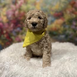 Biscuit - Cream male Goldendoodle puppy in Stroudsburg, Pennsylvania from Momma’s Mini Goldendoodles