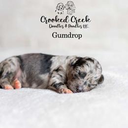 Gumdrop - Merle male Goldendoodle puppy in Woodruff, South Carolina from Crooked Creek Doodles and Poodles