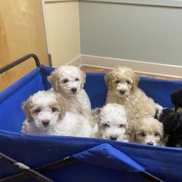 Australian Shepherd, Goldendoodle, and Poodle Puppies from 5AFarms