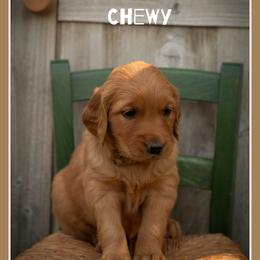Chewy - Dark golden female Golden Retriever puppy in Driggs, Idaho from SK Golden Retrievers