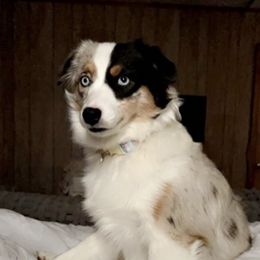 Miniature Australian Shepherds from A6 Mini Aussies