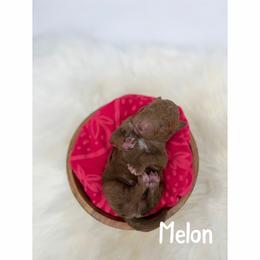 Melon - Red  male Goldendoodle puppy in Smithfield, Kentucky from KBK9 Kennels
