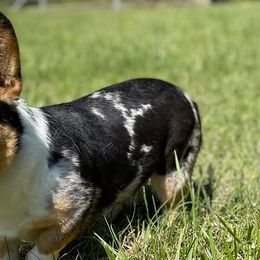 American Corgis and Pembroke Welsh Corgis from K&S Corgis