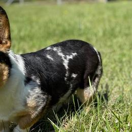 American Corgis and Pembroke Welsh Corgis from K&S Corgis