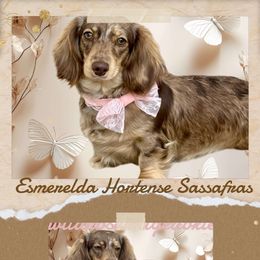 Esmerelda - Dachshund