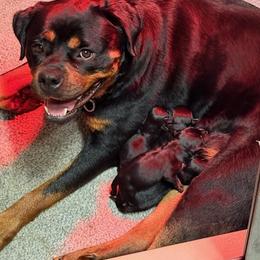 Boy 4 - Black and mahogany male Rottweiler puppy in Bartonsville, Pennsylvania from Karol's Rottweilers
