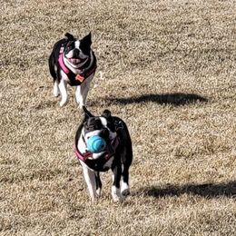 Boston Terrier Puppies from Big Sky Bostons