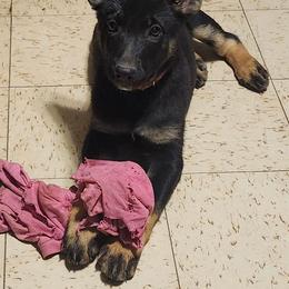 Killer - Bi-color female German Shepherd puppy in Montalba, Texas from LM German Shepherd Dogs