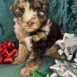 Pralines and cream - Chocolate merle female Bernedoodle puppy in Cody, Wyoming from Yellowstone Breeders