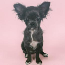 AKC Dark Blue Dollhouse Queen - Blue female Chihuahua puppy in Brooklyn, New York from Nadezhda's Chihuahuas
