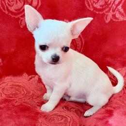 Mikey - Cream male Chihuahua puppy in Allentown, Pennsylvania from Tsunami Cockers & Chihuahuas