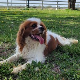 Leopold - Cavalier King Charles Spaniel